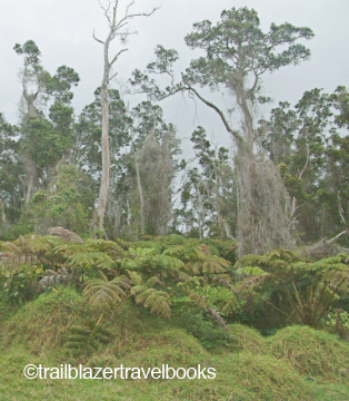 volcanoforest_bigisland