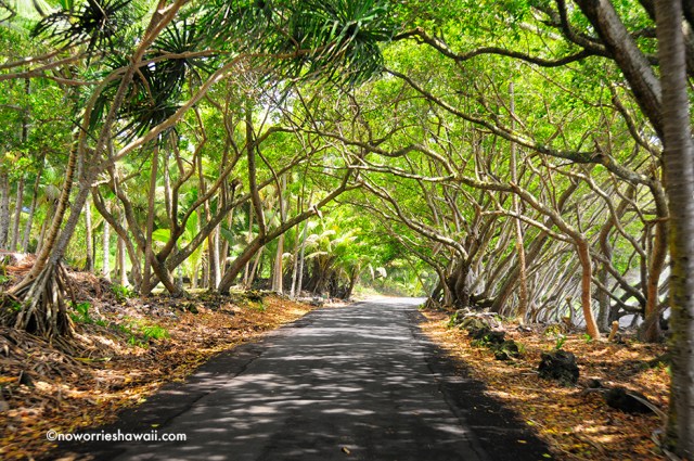 Puna Hawaii Big Island Trailblazer sightsee driving