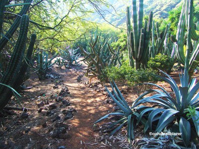 botanical Hawaii gardens cactus