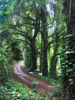 Oahu Trailblazer hiking trails