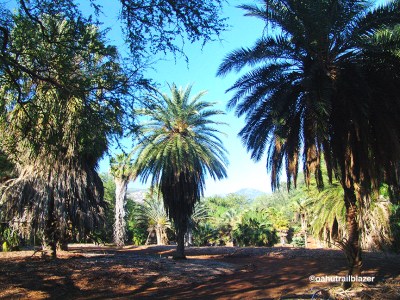 Oahu Trailblazer African birdwatch Hawaii Outside