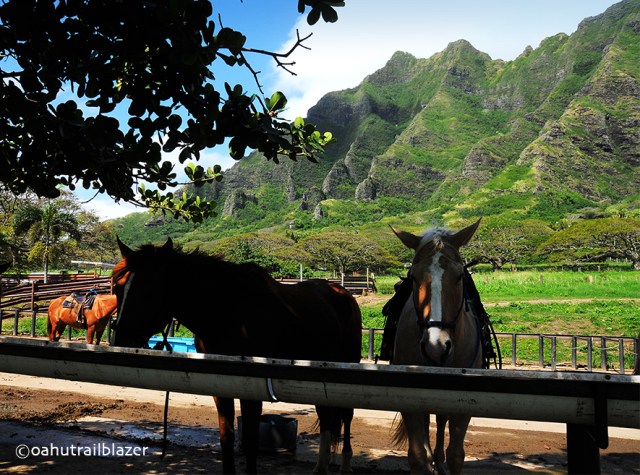 horse rides oahu windward oahu hawaii